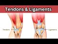 Understanding Ligaments and Tendons
