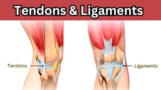 Tendons and ligaments | Tendons Vs Ligaments| Tendons| Ligaments | Biology