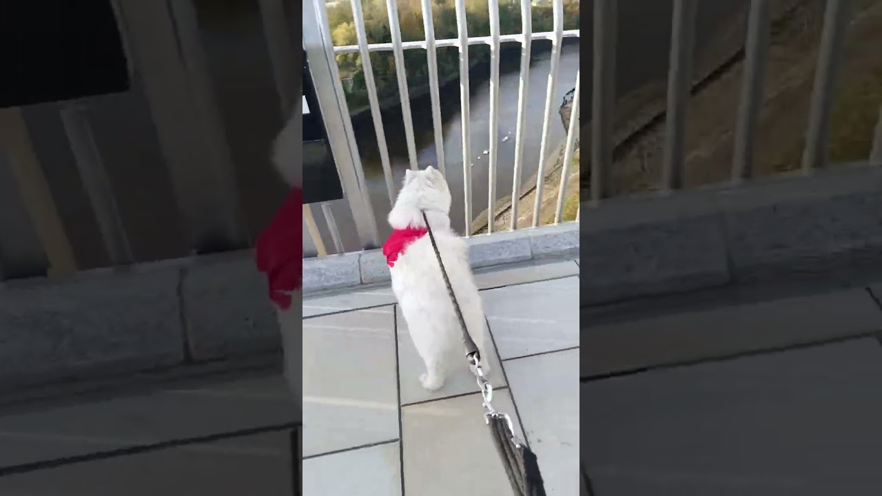  SAFC pup,,Luna Bear Sunderland dog. Keel Crossing.