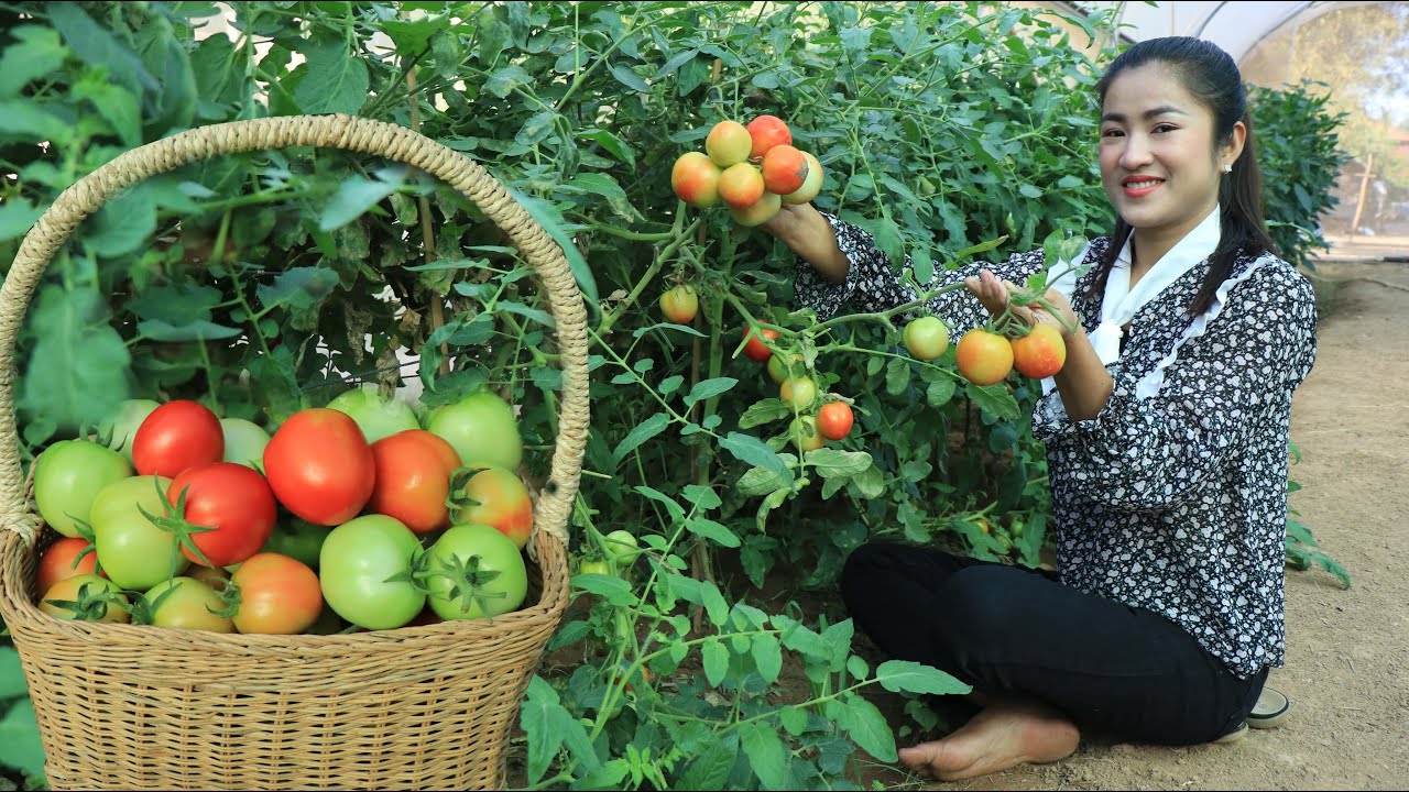 Pick ripe and round tomatoes for cooking / Shrimps tom yum soup recipe / Cooking with Sreypov