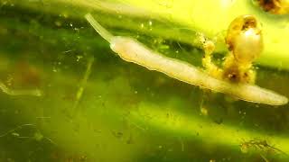 Nemertea Prostoma Graecense, Freshwater Ribbon Worm Extending Proboscis To Stun Midge Larvae
