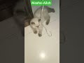 Tiny Kitten Playing with a Rope at Night 😻🌙 (So Cute!) | রাতে রশি নিয়ে ছোট বিড়ালের মজার খেলা🐈
