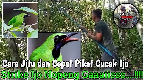 CARA JITU DAN CEPAT PIKAT CUCAK IJO