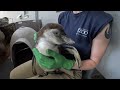 Penguin Chick Swims For The First Time