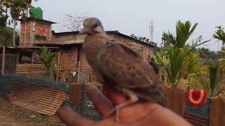 Baby Bird Serching Her Mother Assam Village Video