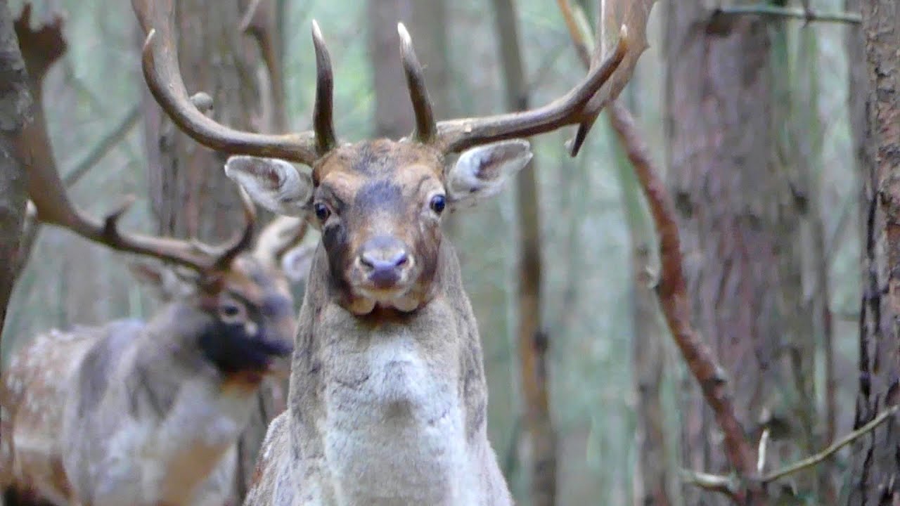 Bliskie spotkanie. Bekowisko 2020