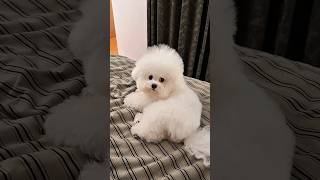 Why Was PupDog Angry at Mummy? 🐶💔
