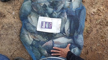 chia sẻ bài mồi câu cá rô phi tự nhiên hiệu quả #trongchattv