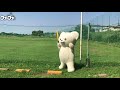 ファーファ動画 vol 6