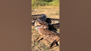 Will the giant python devour the helpless hyena?🐍🦴😨 거대한 비단뱀이 무력한 하이에나를 삼켜버릴까? #python #hyena #danger