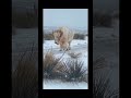 Bison Do Not Care Bison Tough Be Like Bison рџ Bison Do Not Care Bison Tough Be Like Bison рџ