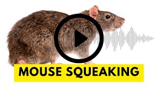 Download lagu Suara Tikus untuk Menarik Tikus Secara Efektif | Audio Berkualitas Tinggi