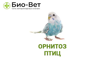 Орнитоз птиц. Ветеринарная клиника Био-Вет.