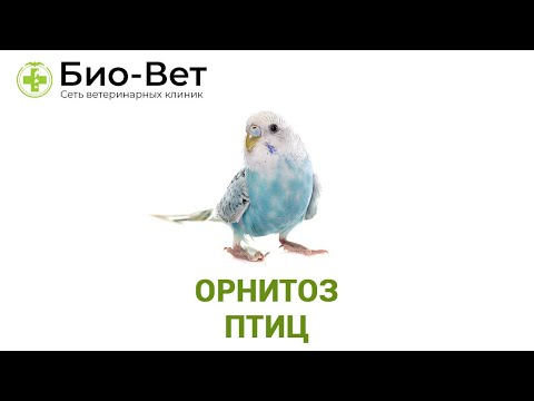 Video: Psitakoza - Simptomi, Okužba, Preprečevanje In Zdravljenje