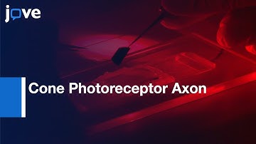 Cone Photoreceptor Axon Terminals Imaging for Ca Dynamics | Protocol Preview