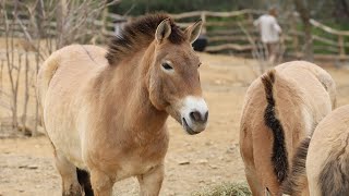 Expozice Gobi: Prohlédněte si nový domov nejen koní Převalského v Zoo Praha