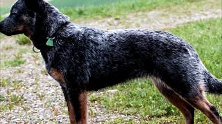 Австралийский хилер или австралийская пастушья собака