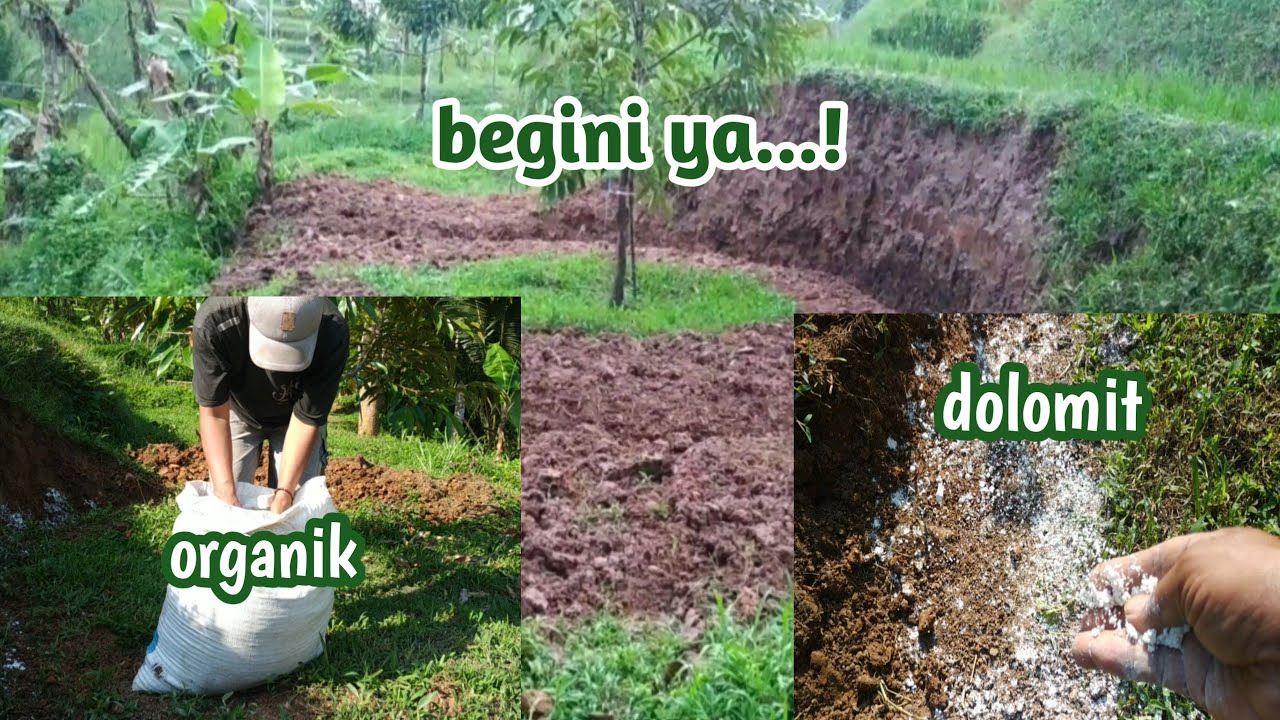 Pelebaran Busut Penting | Akar mudah Menerobos part2