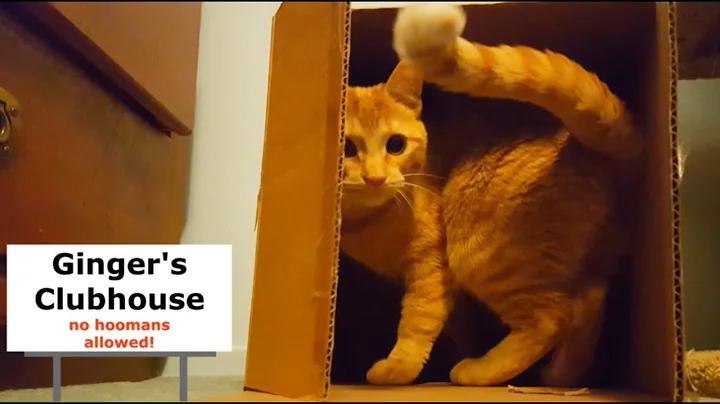 Video 13481: american shorthair breed, tabby cat, ginger cat