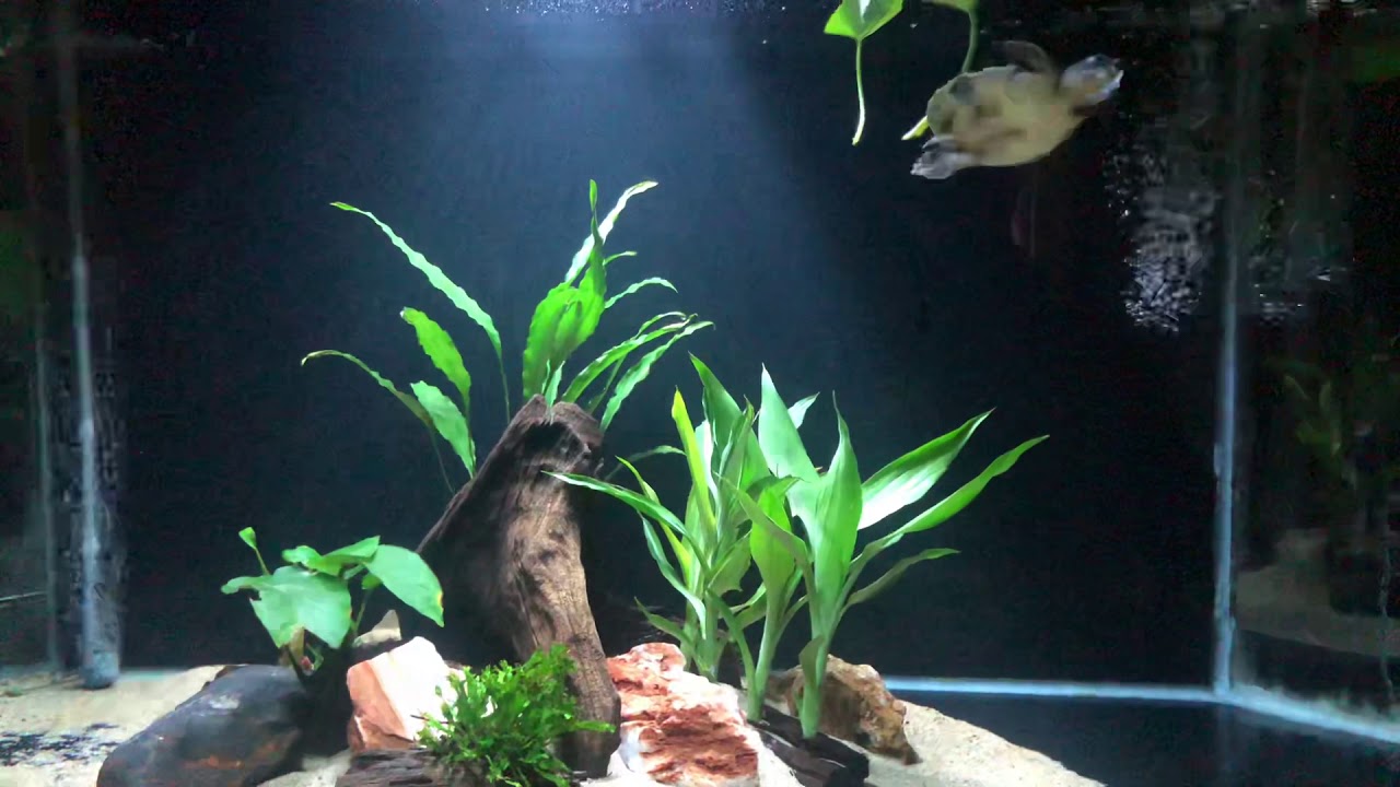 The Hyperactive Turtle Hyperactive Pignose turtle - YouTube