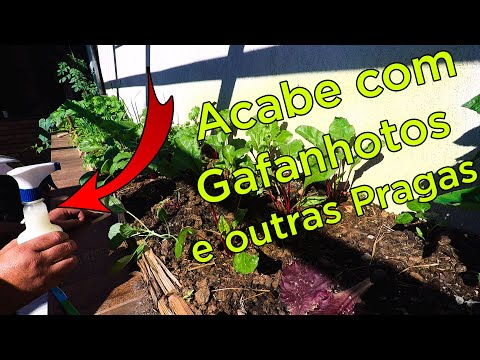 Vídeo: Como faço para impedir que os gafanhotos comam minhas plantas?