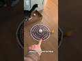 Cat toys