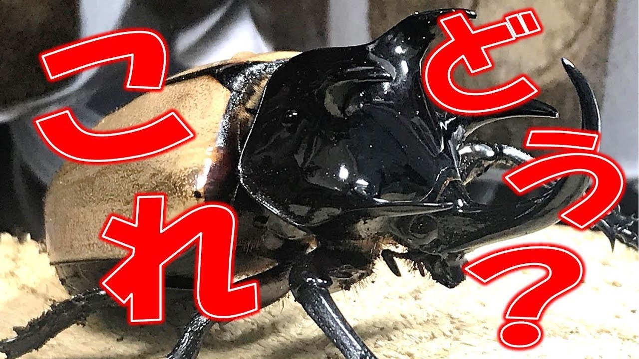 クワガタ カブトムシ コバエとの終わりなき戦い 対策は くろねこチャンネル Youtube