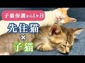 子猫保護から1ヶ月経過！先住猫に寄り添い眠る