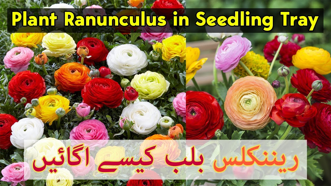 How to Plant Ranunculus ButterCups from Bulbs Corms in Seedling Trays