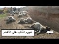 هجوم قطيع من الذئاب على الاغنام والابقار | Wolves attack on animals