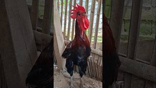 Ayam Berkokok Sampai Pingsan