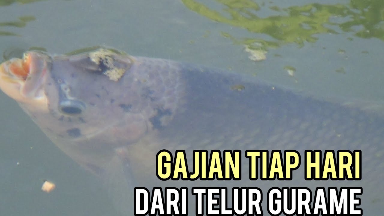BUDIDAYA IKAN GURAME KEUNTUNGANNYA LUAR BIASA DARI PENJUALAN TELUR IKAN GURAME, GAJIAN SETIAP HARI