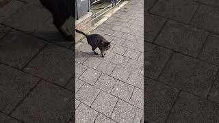 Ты не поверишь!Кошка на улице в Бельгии.Cat outside#shorts
