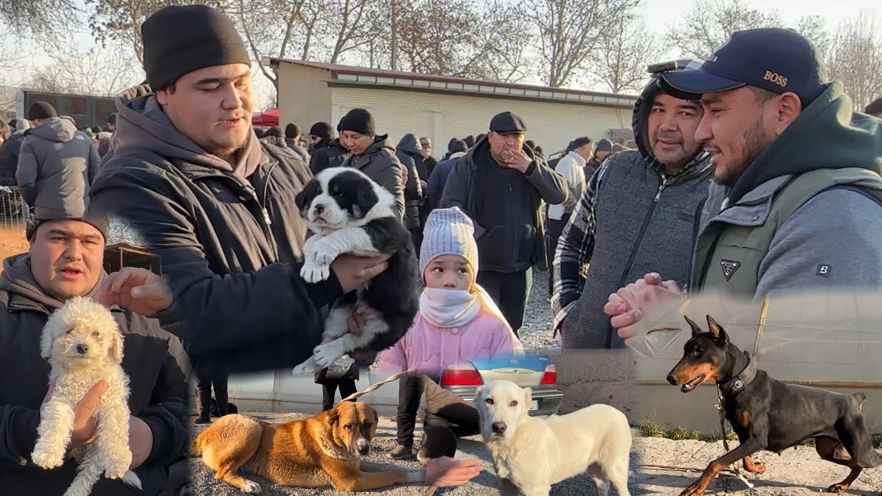 ФАРГОНА БЕШБОЛА ИТ ВА КУЧУК БОЗОРИ НАРХЛАРИ Ферганский собачий рынок