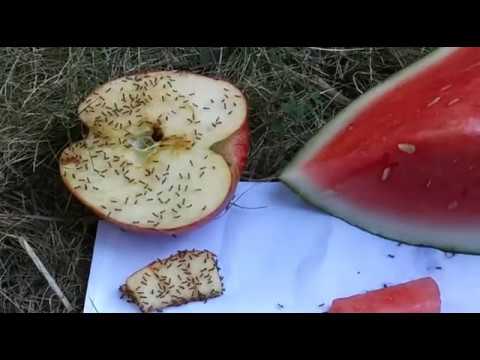 SUGAR ANTS EXPERIMENT - apple or watermelon?  which one does the ant prefer🍎 🍉 🐜 🐜 | red bwoy tv