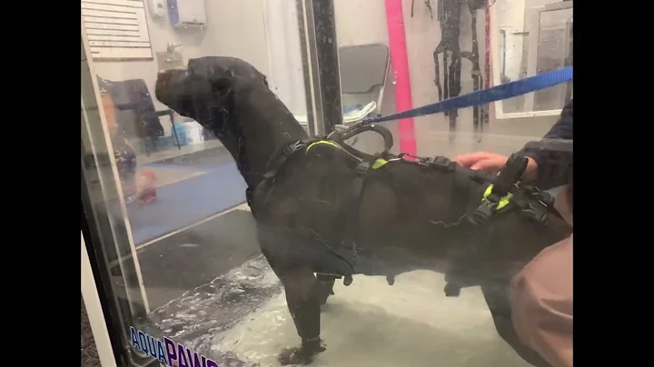 Puppy who once needed wheelchair walks again with ...