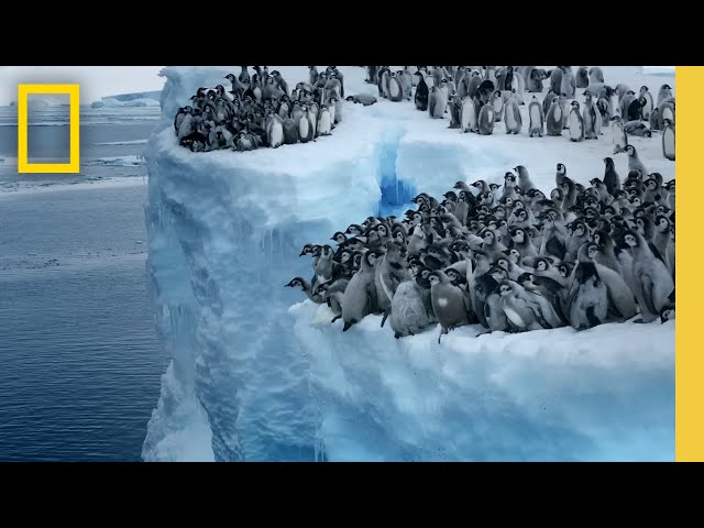 Emperor penguin chicks jump off a 50-foot cliff in Antarctica NEVER-BEFORE-FILMED FOR TV | Nat Geo class=