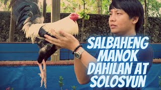 Salbaheng Manok Dahilan At Solusyun