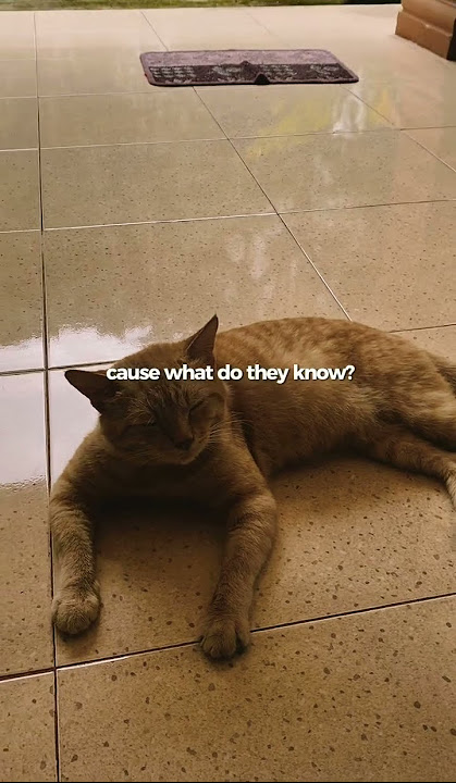 #trending #cat #youtubeshorts #cats #pets #storywa #sad