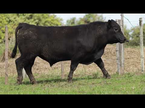 LOTE 15  1210