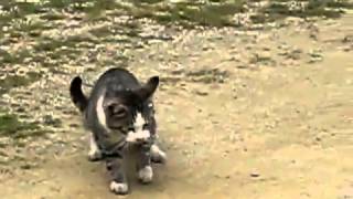 Cat vs snake قط يقاتل ثعبان