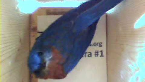 Bluebirds inspecting nestcam box