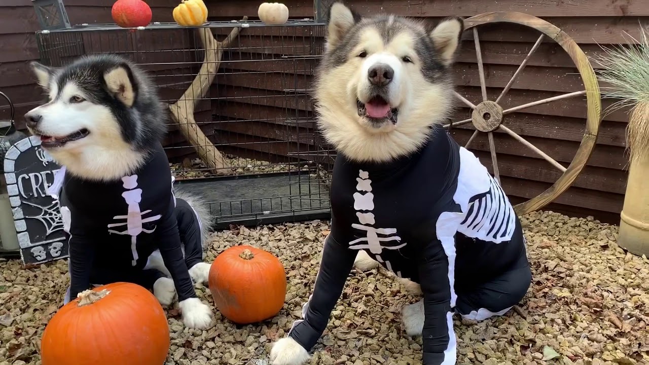 Buy Halloween Happy dog pictures picture trends Buy Halloween Happy dog pictures picture trends