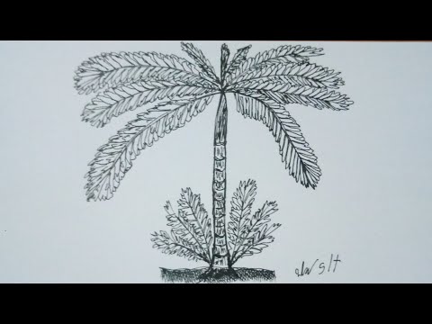 วีดีโอ: วิธีการวาดต้นปาล์ม