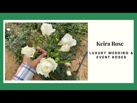 Hoa Hồng Keira - Luxury Wedding & Event Roses | Foci