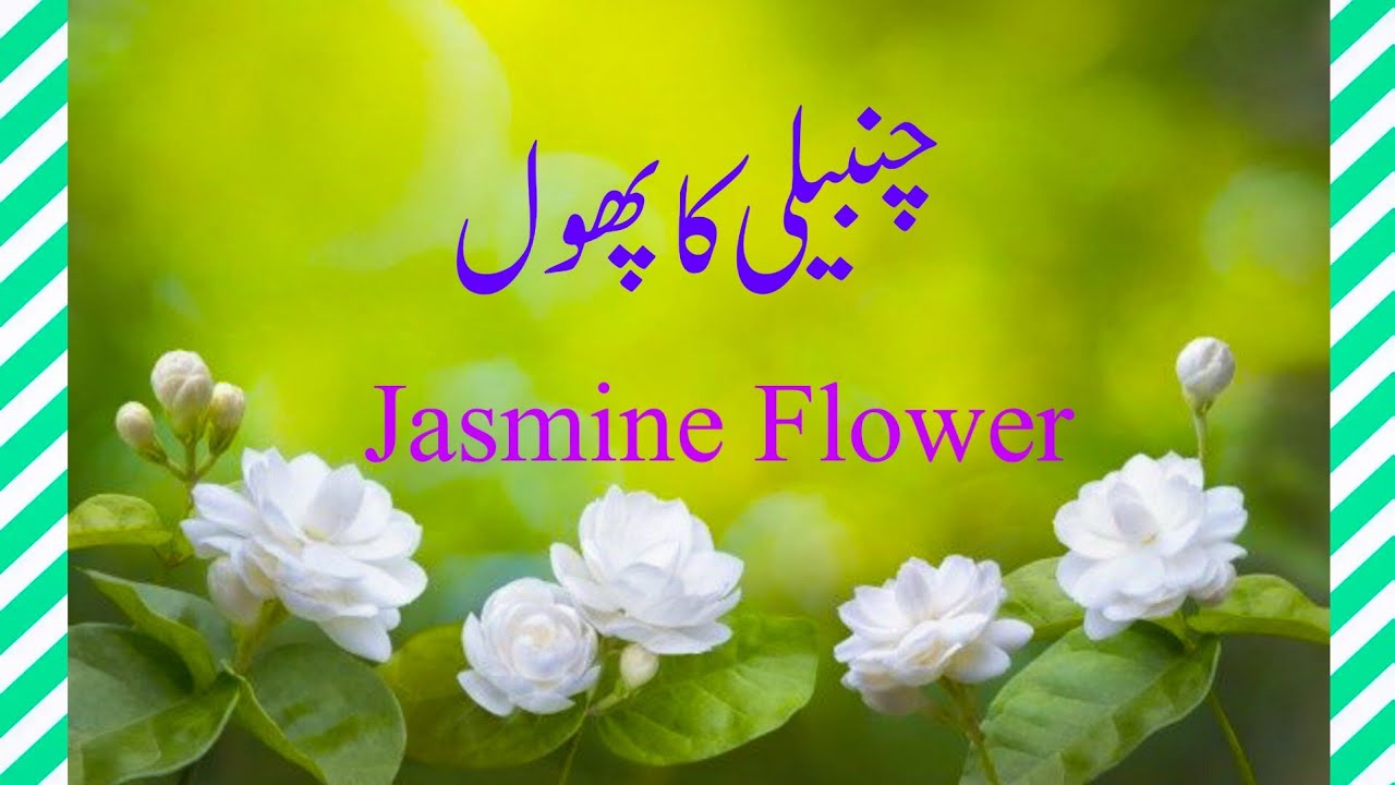 Urdu Essay On Jasmine Flower چنبیلی کا