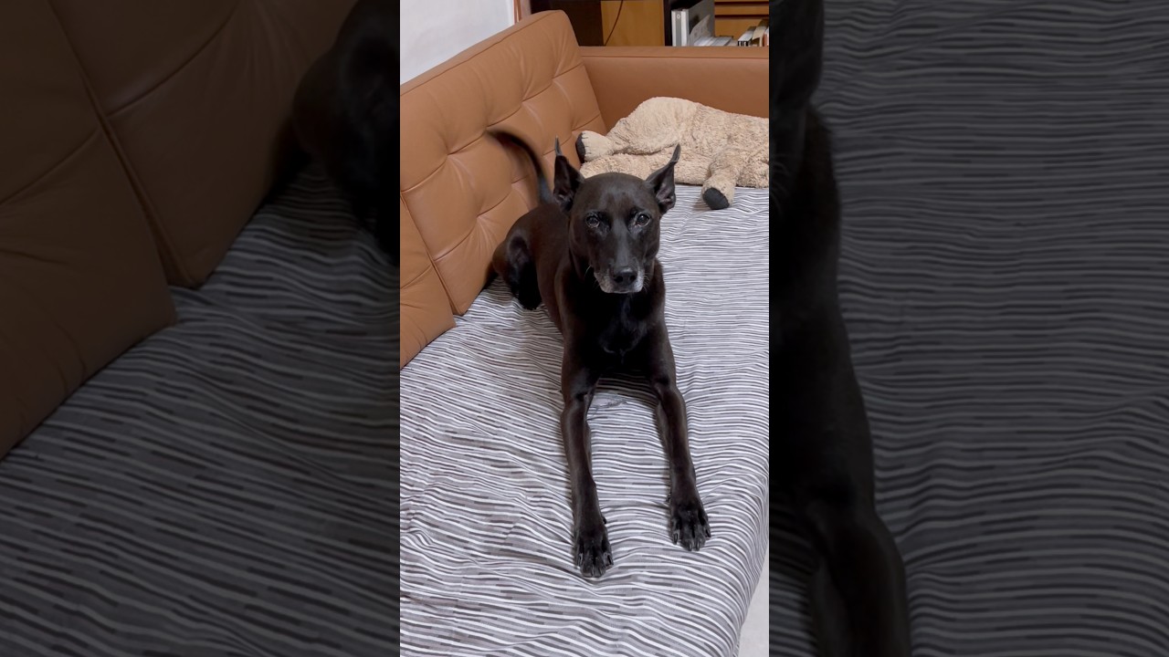 登登登等~~出門散步前的等待⏳Wating#dogshorts #可愛い #寵物友善日常 縮圖