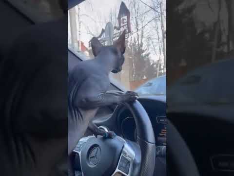 Кот на Mercedes😎😹🔥#shorts #лучшиеприколы #приколы2022 #котики #cat #comedy #funnyvideo #funnycat