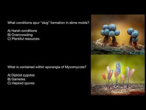 Slime molds: reproduction - YouTube