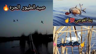 اجمل فيديو صيد بط الغوصي+طائر المحوحي رمي بدون توقف💯🔥       #explore        #funny        #shorts